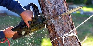 Best Tree Cabling and Bracing  in Ray City, GA