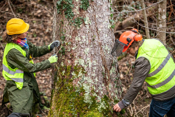 Best Storm Damage Tree Cleanup  in Ray City, GA