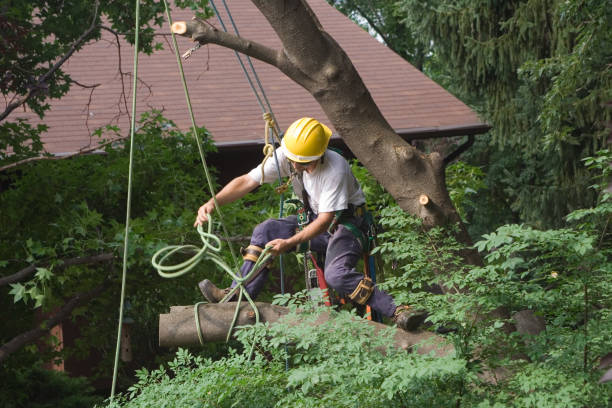 Best Commercial Tree Services  in Ray City, GA