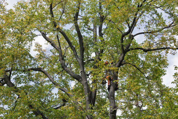 Best Utility Line Clearance  in Ray City, GA